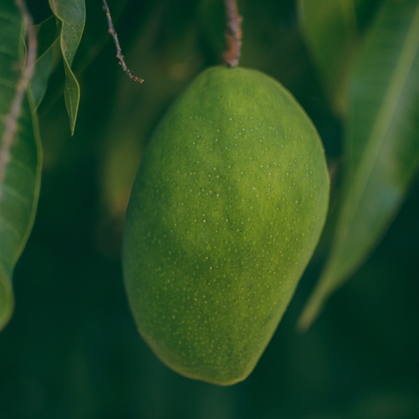 Mango in Egypt