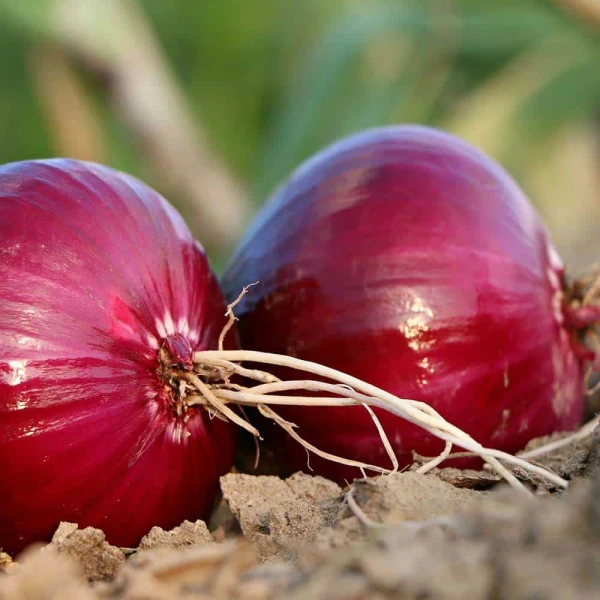 Onion in Egypt