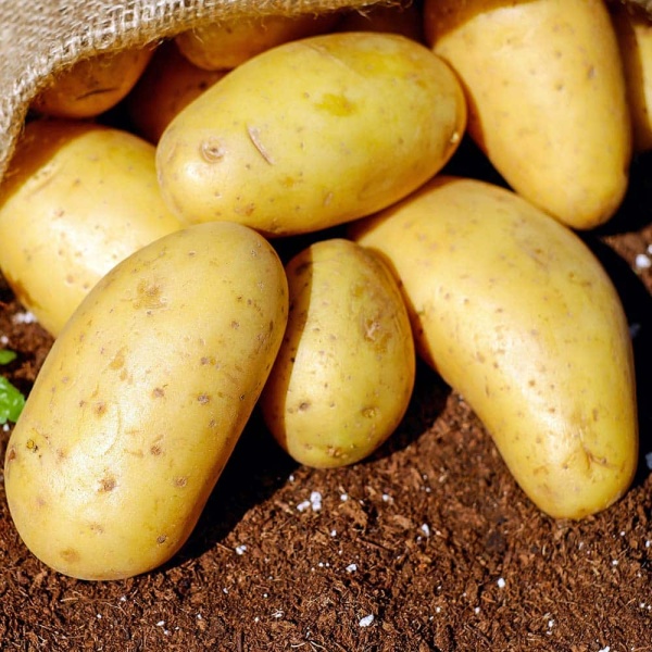 Potatoes in Egypt