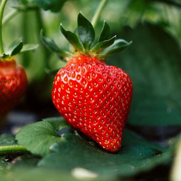 Strawberry in Egypt