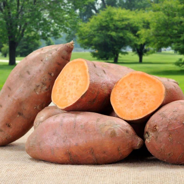 Sweet potato in Egypt