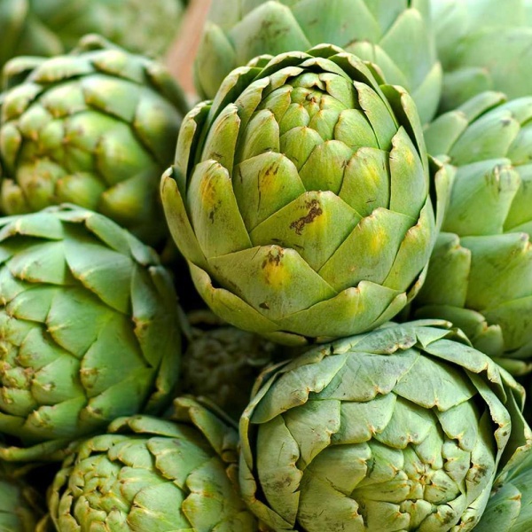 artichoke in Egypt