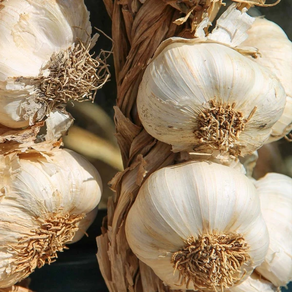 garlic in Egypt