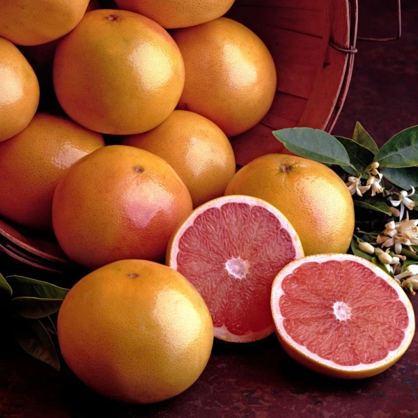 grapefruit in Egypt