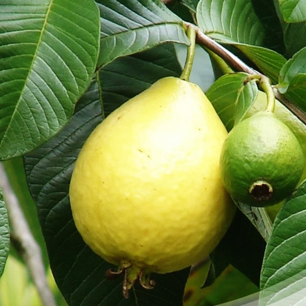guavas in Egypt