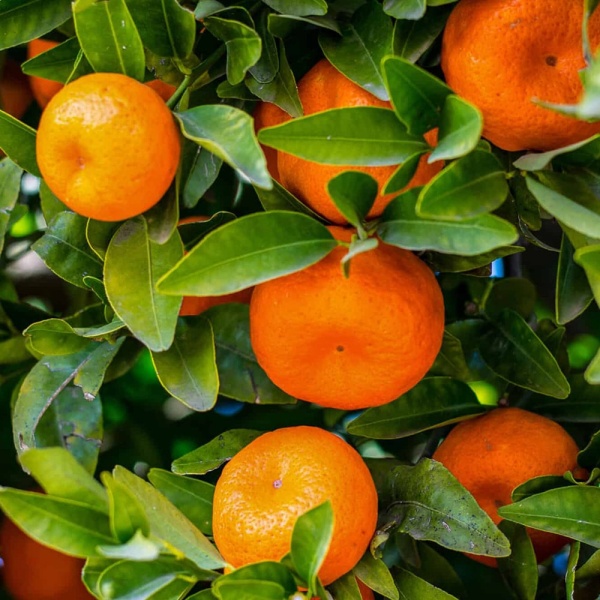 mandarins in Egypt