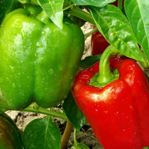 peppers in Egypt