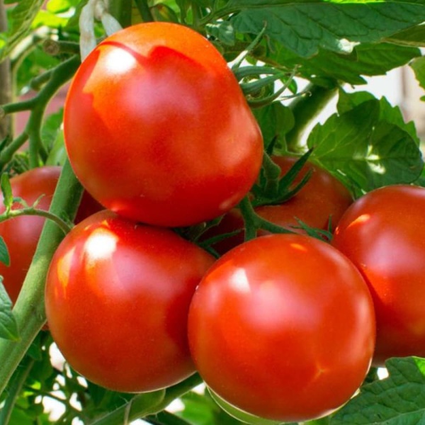 tomatoes in Egypt